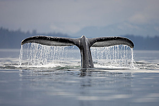 驼背鲸,举起,尾部,声音,弗雷德里克湾,东南阿拉斯加,夏天