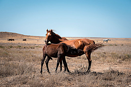 马,沮丧,荒芜,区域,哈萨克斯坦