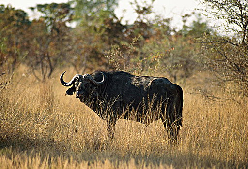 侧面,非洲水牛,站立,土地,万基国家公园,津巴布韦