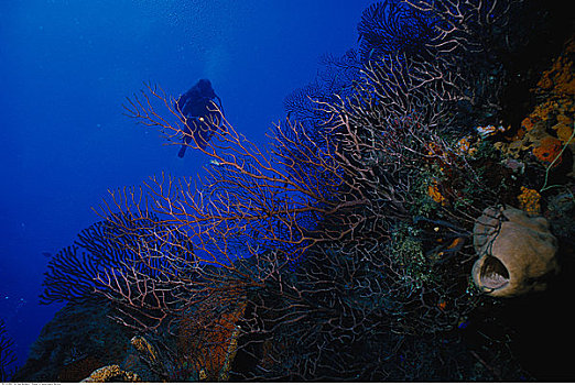 水下视角,潜水者,离开,湾,牙买加,西印度群岛