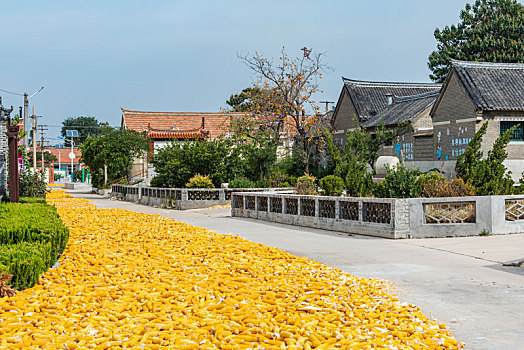 秋日农村晾晒的玉米一地金黄
