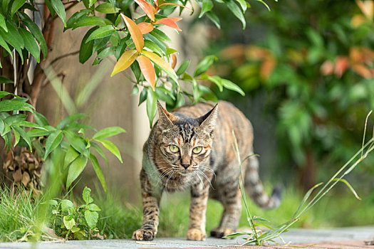 后院花园里玩耍的可爱猫眯