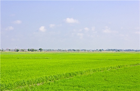 稻田,泰国