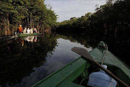 雨林,探险,生态游