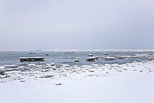 浮冰,北海,叙尔特岛,北方,石勒苏益格,黑白花牛,德国