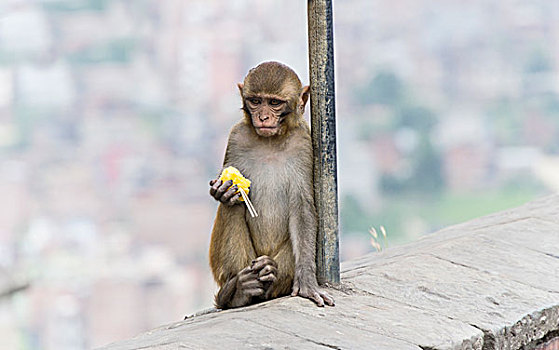 猴子,尼泊尔