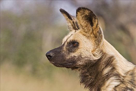 非洲野狗,非洲野犬属,纳米比亚,非洲