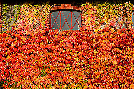 五叶地锦,墙壁,秋天,彩色,瑞典,欧洲