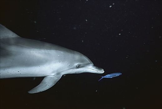 大西洋点斑原海豚,花斑原海豚,追逐,鱼,巴哈马,加勒比海