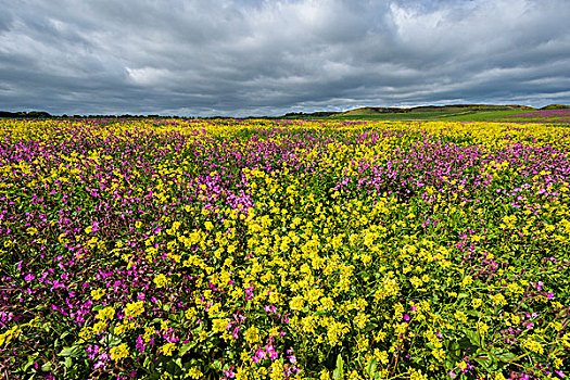 盛开,油菜地,粉色,开花植物,多云天气,诺森伯兰郡,英格兰,英国