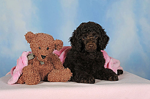 微型,贵宾狗,褐色,小狗,10星期大,雄性,躺着,粉色,毯子,泰迪熊