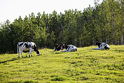 奶牛,放牧,山坡,草场,艾伯塔省,加拿大