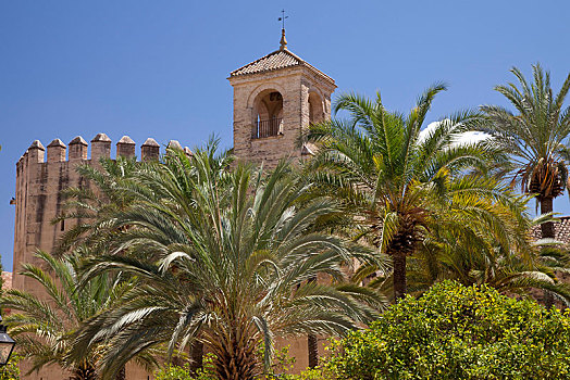 城堡,科多巴,棕榈树,前景,安达卢西亚,西班牙,欧洲