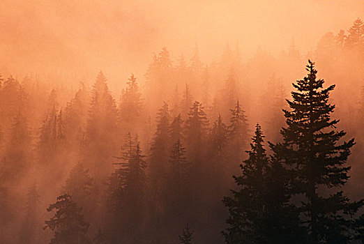 日落,松树,剪影,胡德山国家森林