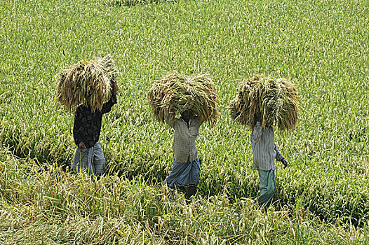 追踪,背影,家,金色,稻田,地点,稻米,主食,作物,孟加拉,品质