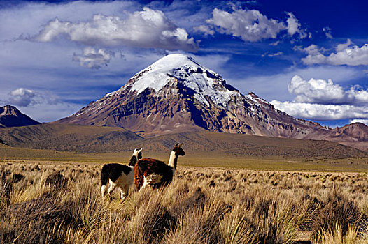 山,高原,美洲驼,国家公园,玻利维亚,南美