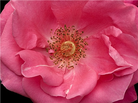 身体部位,粉红玫瑰,花,盛开