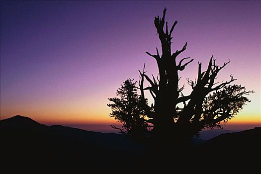 狐尾松,松树,加利福尼亚,美国