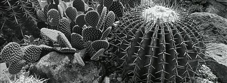 植物园,圣米格尔,墨西哥