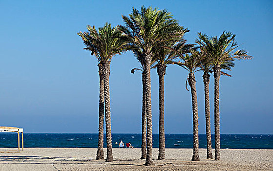 棕榈树,海滩,安达卢西亚,西班牙,欧洲