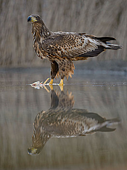 白尾鹰,白尾海雕,站立,捕获,鱼,浅水,国家公园,匈牙利,欧洲