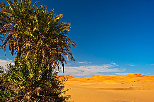 手掌,正面,沙子,沙丘,撒哈拉沙漠,南方,摩洛哥,非洲