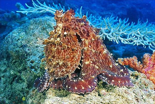 斐济,霞水母章鱼,质地,珊瑚