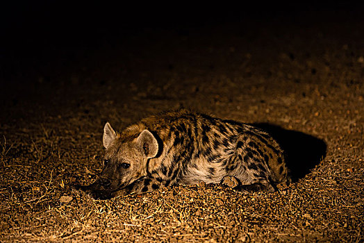 斑鬣狗,夜晚,聚光灯,马沙图禁猎区,博茨瓦纳,非洲