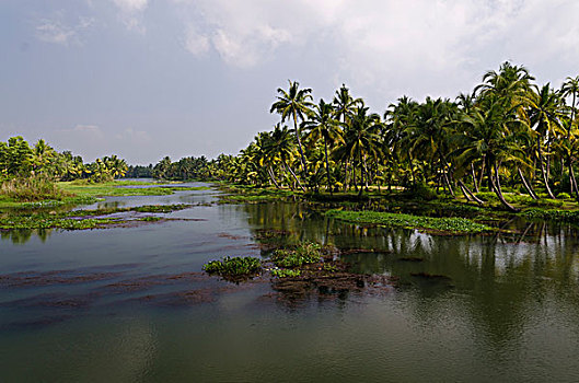 风景,死水,喀拉拉,印度,亚洲