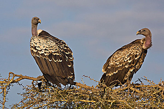 非洲,坦桑尼亚,粗毛秃鹫,恩戈罗恩戈罗,保护区