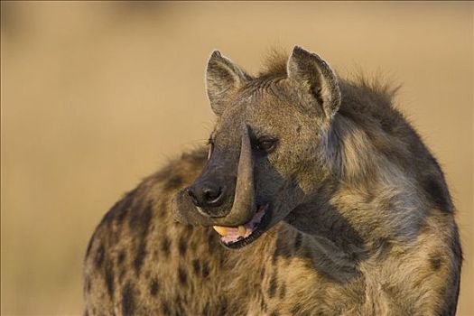 斑鬣狗,成年,女性,角马,马赛马拉,肯尼亚