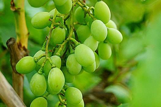生长中的葡萄