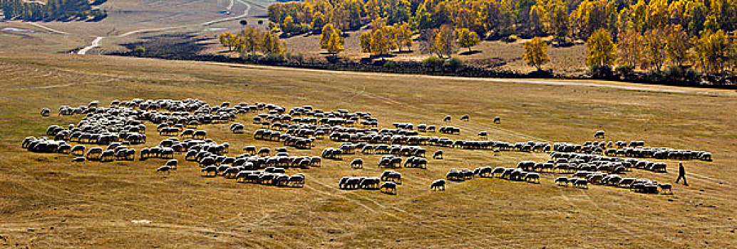 内蒙古,坝上,牧羊,秋天