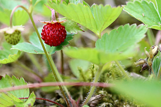 野草莓,树林,商品