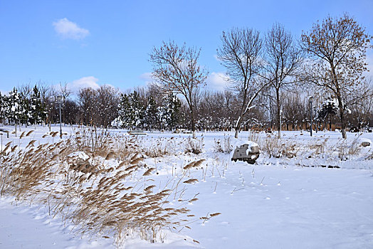 雪景