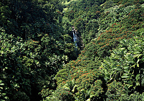 夏威夷,风景,绿色,树林,大幅,尺寸