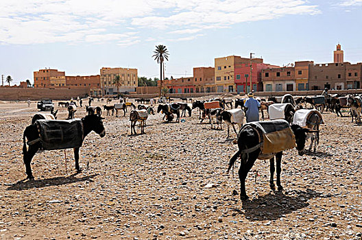 驴,销售,市场,摩洛哥,非洲