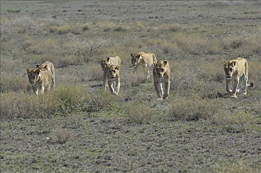 狮子,南,塞伦盖蒂,坦桑尼亚