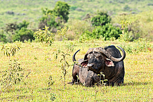 南非水牛,非洲水牛,阿鲁沙,区域,坦桑尼亚,非洲