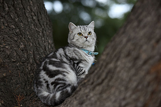 一只宠物猫的户外生活写真