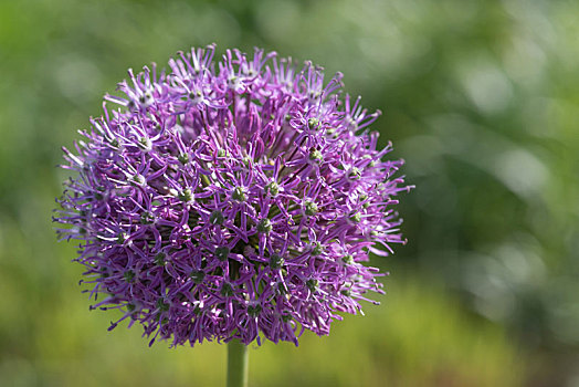 紫色,大花葱,allium,giganteum,regel