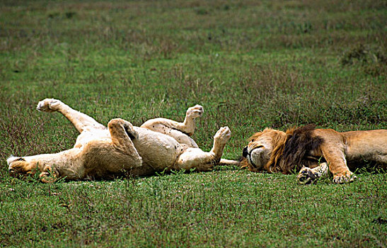 坦桑尼亚,塞伦盖蒂国家公园,狮子