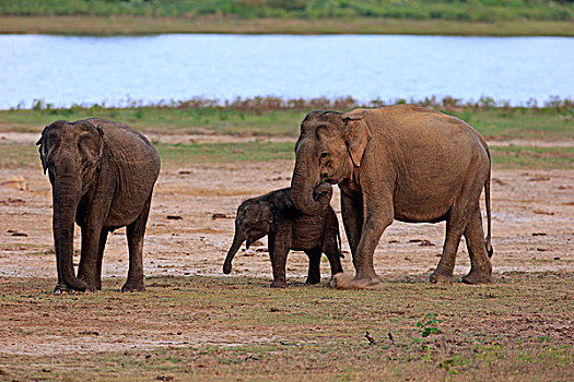 斯里兰卡人,大象,象属,幼兽,吃,女性,群,国家公园,斯里兰卡,亚洲