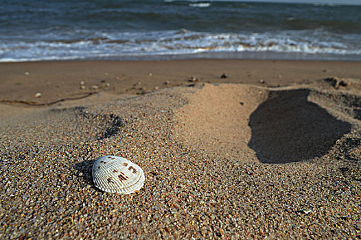 海滩,海岸线,海水,沙滩,贝壳,死亡,寂静,孤独,副本