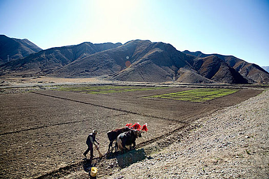 西藏农田耕地
