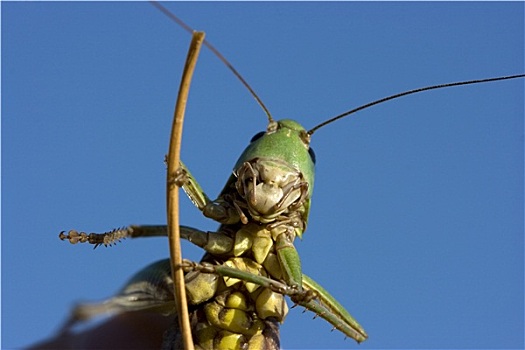 昆虫,绿色,蝗虫