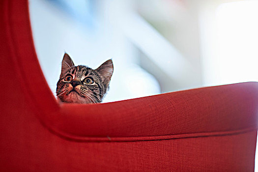 猫,仰视,红色,扶手椅
