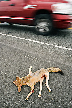 狐狸,哺乳,女性,杀死,途中,加利福尼亚