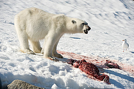 挪威,斯匹次卑尔根岛,北极熊,成年,畜体,髯海豹,幼仔,抓住