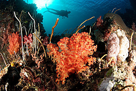 潜水,珊瑚礁,湾,西巴布亚,印度尼西亚